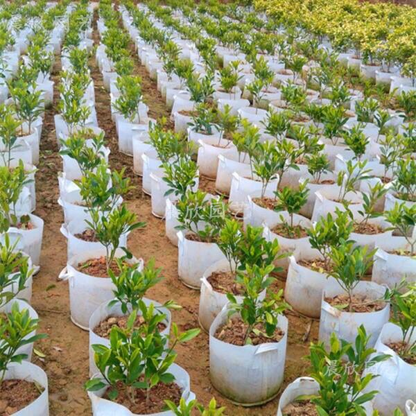 Túi vải trồng cây 