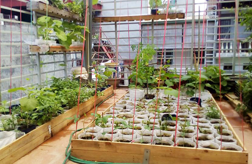 Túi vải trồng cây