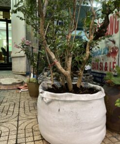 Túi vải trồng cây có quai xách | Kích thước T70 | Combo 20 cái