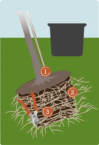 Bầu vải trồng cây - Một giải pháp xanh cho tương lai