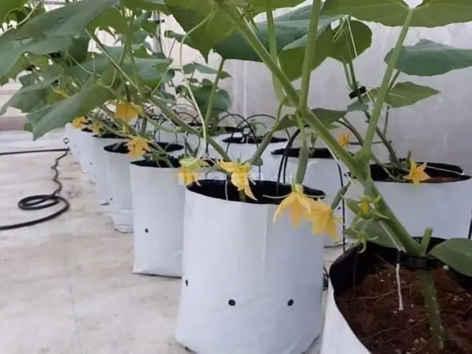 Túi Trồng Cây Thông Minh Giải Pháp Tuyệt Vời Cho Việc Trồng Cây Hiệu Quả