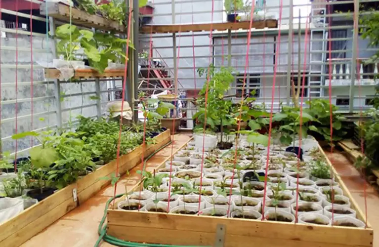 Túi Trồng Rau - Giải pháp trồng rau sạch trong không gian hạn chế