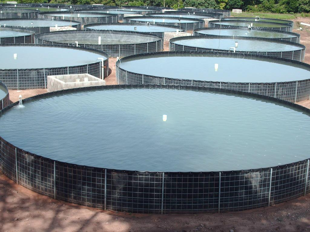 Bạt HDPE lót hồ nuôi tôm giá bao nhiêu?