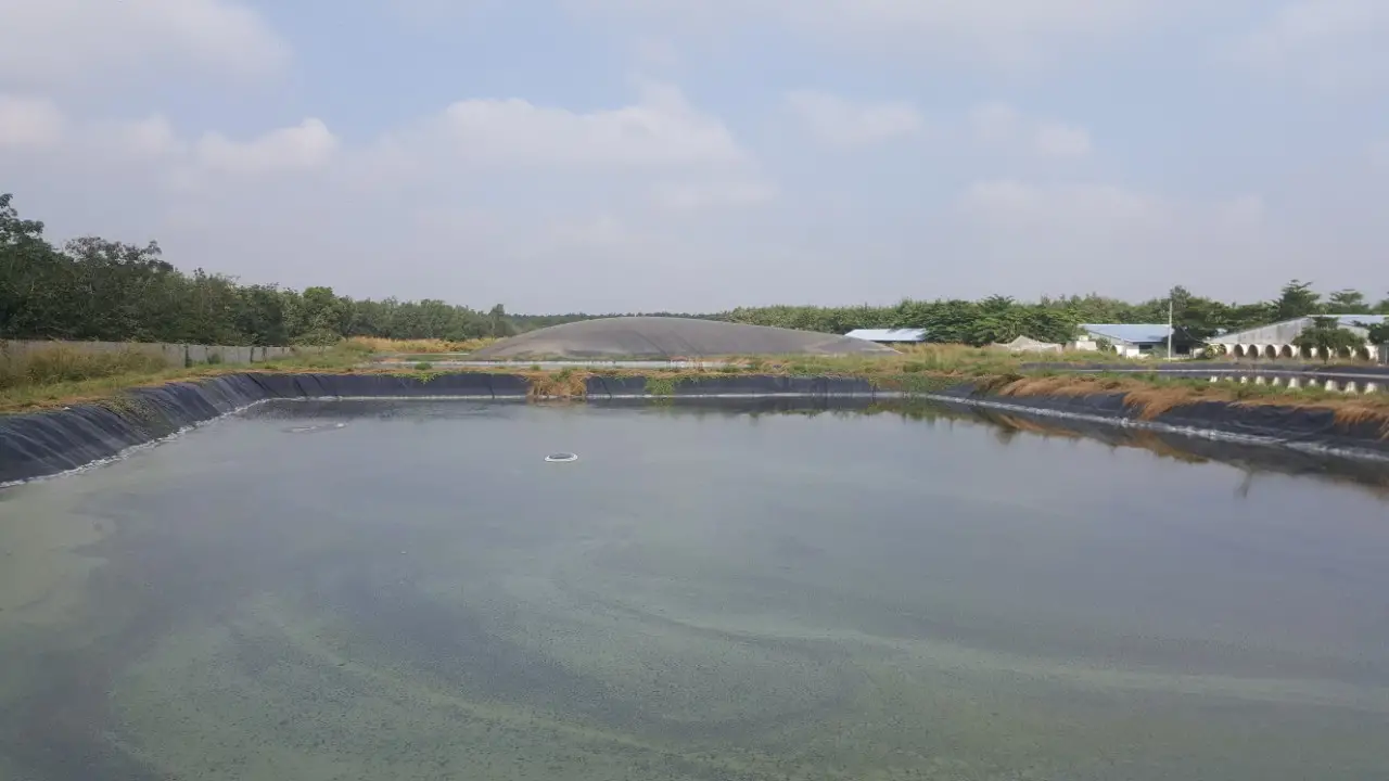 Xử lý nước thải chăn nuôi heo sau biogas - Giải pháp cho Nông nghiệp Bền vững