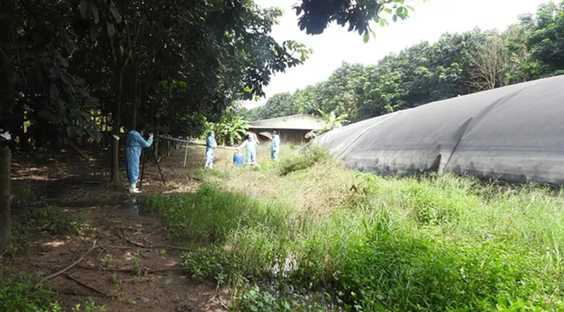 Bể biogas trong chăn nuôi: Giải pháp hiệu quả cho môi trường và năng lượng tái tạo